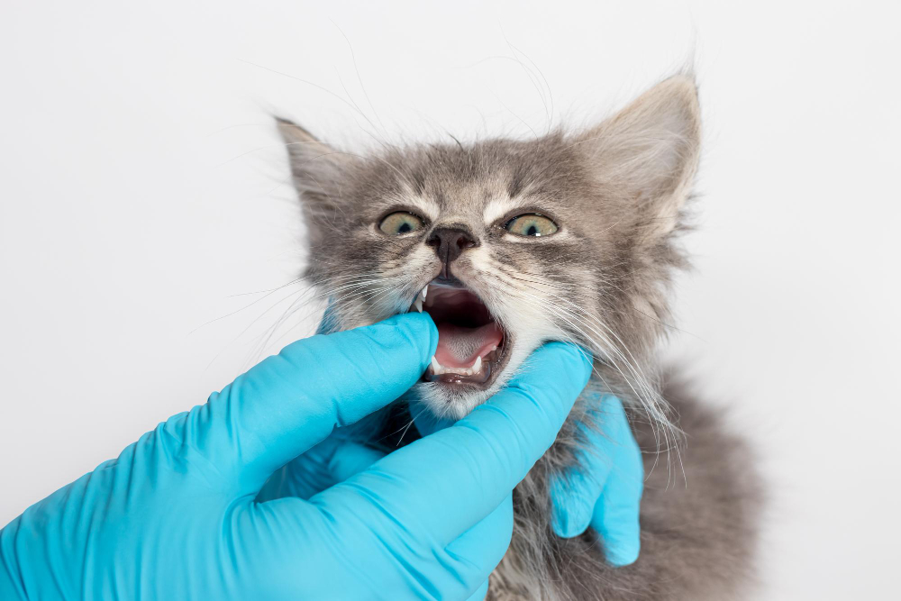 Veterinary Dentistry in Atlanta, GA